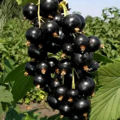 Смородина чёрная ВИНОГРАДНАЯ в Бобруйске
