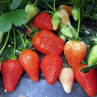 Клубника РОКСАНА в Бобруйске