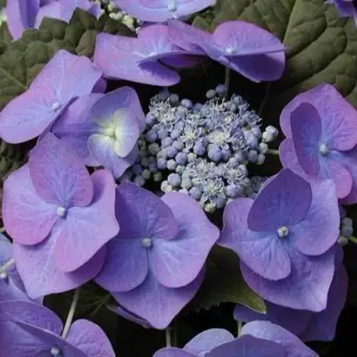 Гортензия БЛАУМАЙС (БЛАУМАЙЗЕ) крупнолистная в Бобруйске