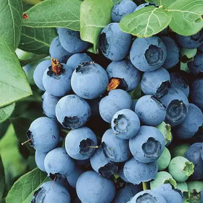 Голубика КОВИЛЛ в Бобруйске