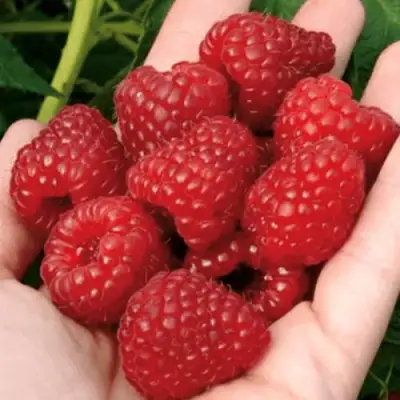 Малина РУБИФОЛ в Бобруйске