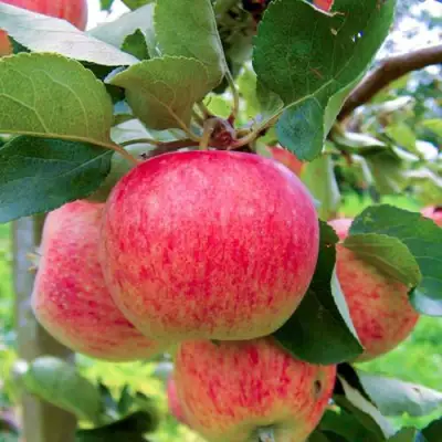 Яблоня ПИРОС в Бобруйске