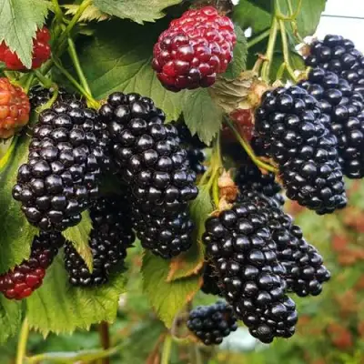 Ежевика НАТЧЕЗ бесшипная  в Бобруйске