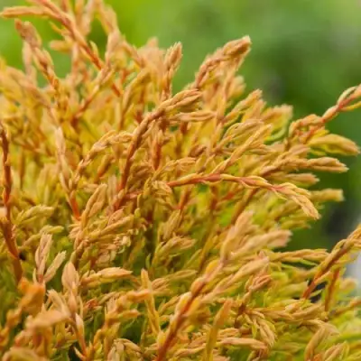 Туя ГОЛДЕН ТАФФЕТ западная в Бобруйске