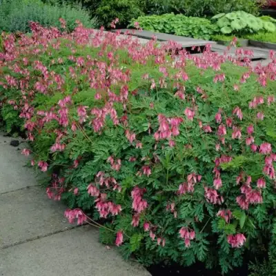 Дицентра изящная в Бобруйске