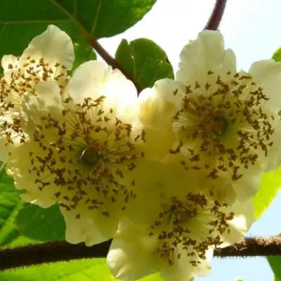 Актинидия АТЛАС (МУЖСКОЙ) киви в Бобруйске