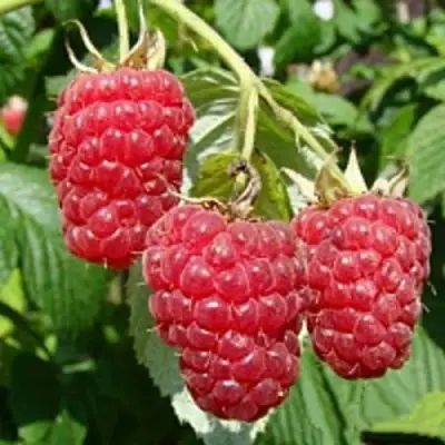 Малиновое дерево ТАРУСА в Бобруйске