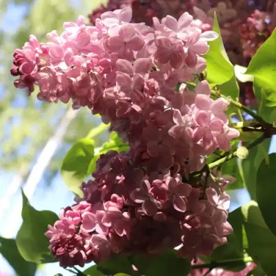 Сирень МЕДОВЫЙ СПАС в Бобруйске