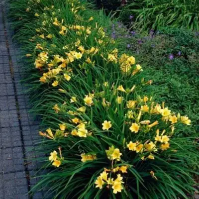 Лилейник СТЕЛЛА ДЕ ОРО гибридный в Бобруйске