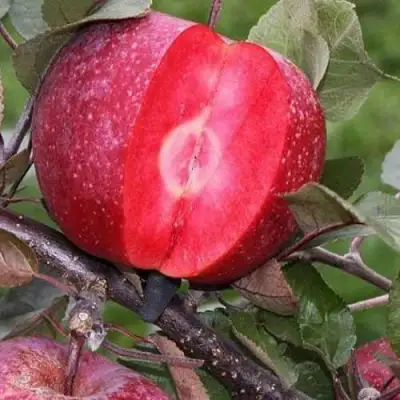 Яблоня РЕД КЕТТИ в Бобруйске