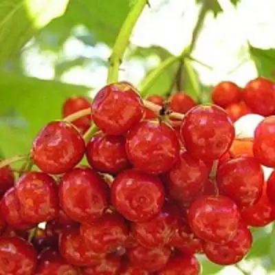 Калина КИЕВСКАЯ САДОВАЯ в Бобруйске