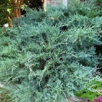 Можжевельник ГРЕЙ ОУЛ виргинский  в Бобруйске