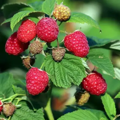 Малиновое дерево СКАЗКА в Бобруйске