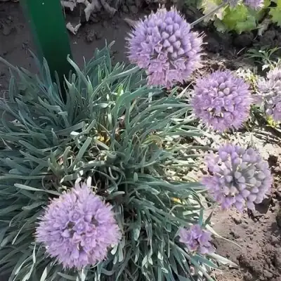 Лук СПИРАЛИС горный в Бобруйске