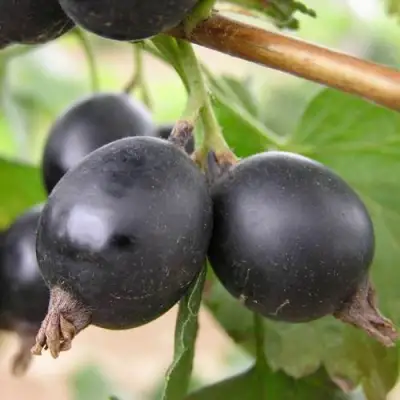 ЙОШТА в Бобруйске