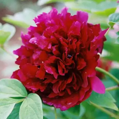 Пион ГАЛАКТИКА травянистый в Бобруйске