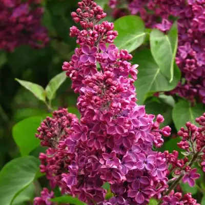 Сирень ЗНАМЯ ЛЕНИНА в Бобруйске