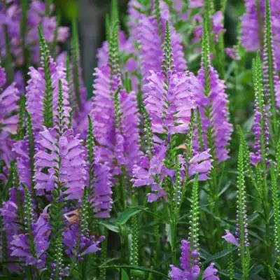 Физостегия РОЗЕЯ виргинская в Бобруйске