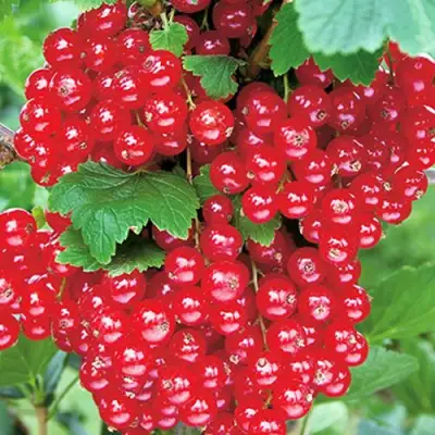 Смородина красная РУДНЕУС в Бобруйске