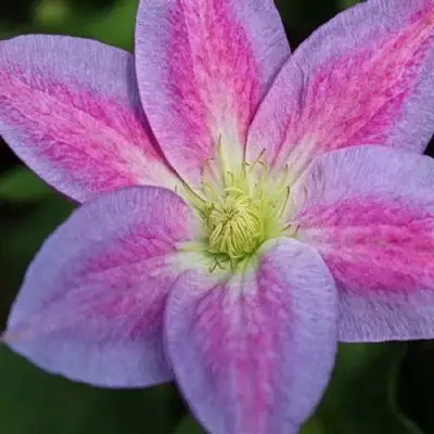 Клематис ЧЕЙНДЖ ОФ ХАРТ в Бобруйске