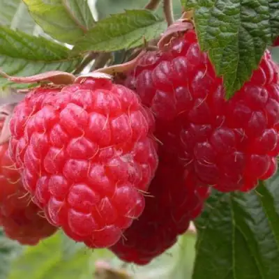 Малина ПИНГВИН в Бобруйске