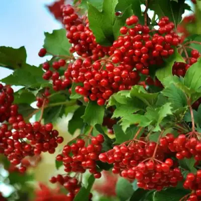 Калина ТАЕЖНЫЕ РУБИНЫ в Бобруйске