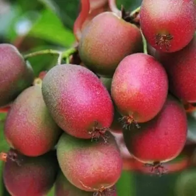 Актинидия ВЕЙКИ аргута в Бобруйске