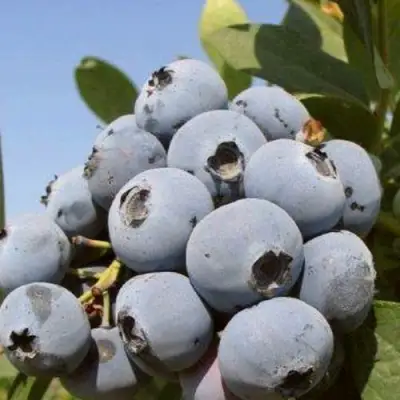 Голубика ЦУКЕР ТРАУБЕ в Бобруйске