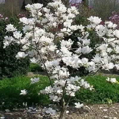 Магнолия АЛЬБА СУПЕРБА в Бобруйске