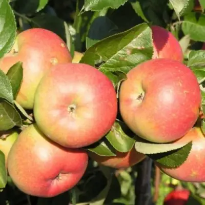 Яблоня РЕДКРАФТ в Бобруйске