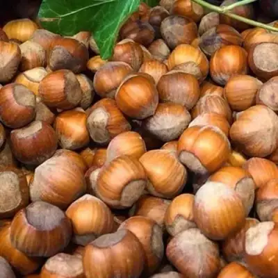 Фундук ТОНДА ДЖИФФОНИ в Бобруйске