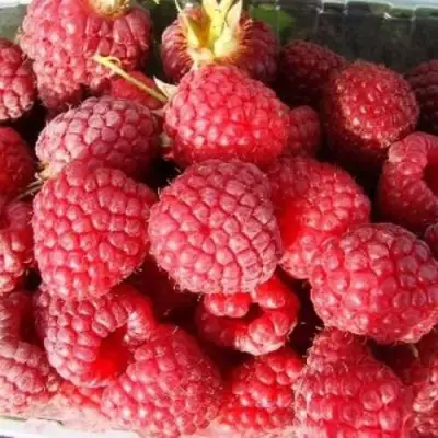 Малина ПОЛЕСЬЕ в Бобруйске