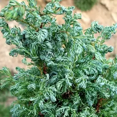 Кипарисовик БЕБИ БЛЮ горохоплодный в Бобруйске