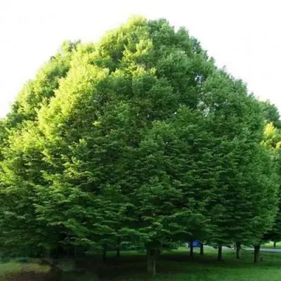 Граб японский в Бобруйске