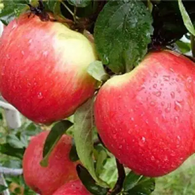 Яблоня ЖЕНЕВА (ЖЕНЕВА ЭРЛИ) в Бобруйске