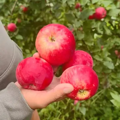 Яблоня АКСЕНА в Бобруйске