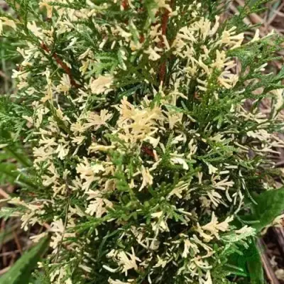 Туя БРАБАНТ ВАРИЕГАТТА западная в Бобруйске