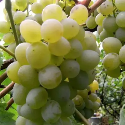 Виноград ТАЛИСМАН в Бобруйске