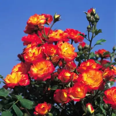 Роза ТАЙФУН спрей в Бобруйске