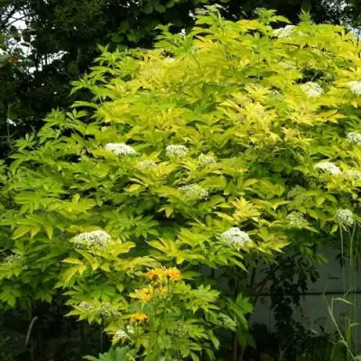 Бузина черная АУРЕА в Бобруйске