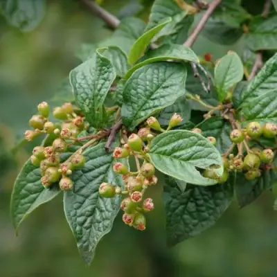 Кизильник пузырчатый в Бобруйске