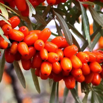 Облепиха ДЖЕМОВАЯ в Бобруйске