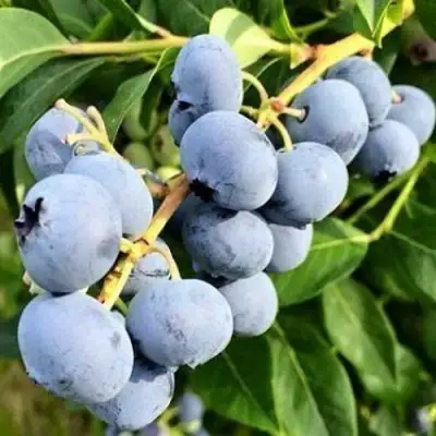 Голубика БЛЮДЖЕЙ в Бобруйске