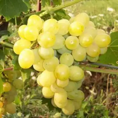 виноград Лора (Флора)