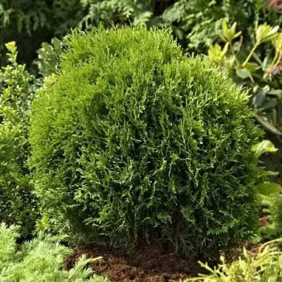 Туя ТИНИ ТИМ западная в Бобруйске