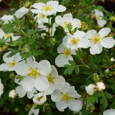 Лапчатка АББОТСВУД кустарниковая в Бобруйске