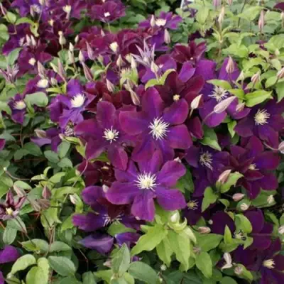 Клематис ГЕРОИ ВАРШАВЫ в Бобруйске