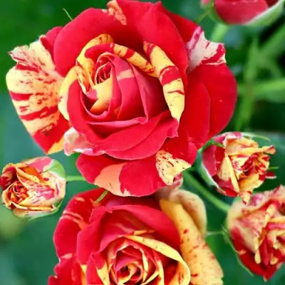 Роза ФАЙЕР ФЛЕШ спрей в Бобруйске