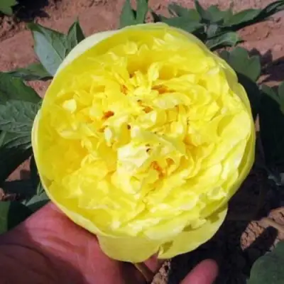 Пион ЗОЛОТО ПОДНЕБЕСНОЙ древовидный в Бобруйске