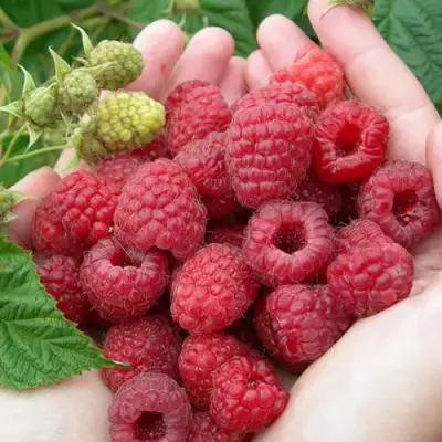 Малина МОЛЛИНГ ДЖУНО в Бобруйске